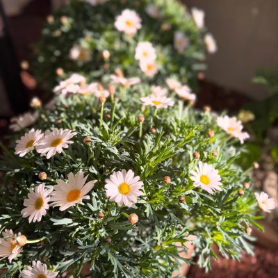 Die Sonne lockt uns in den Garten 🌼☘️🌈🌞